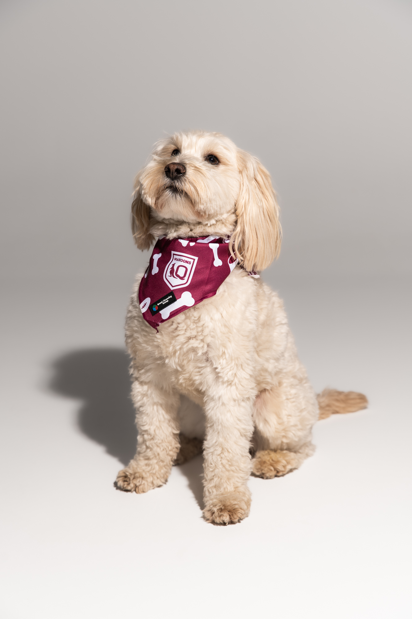 QLD Maroons State Of Origin Dog Bandana