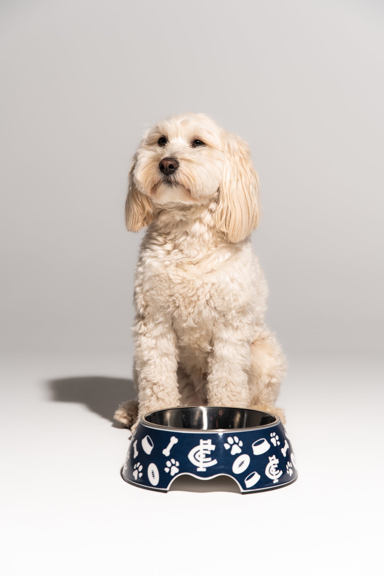 Geelong Cats AFL Dog Bowl