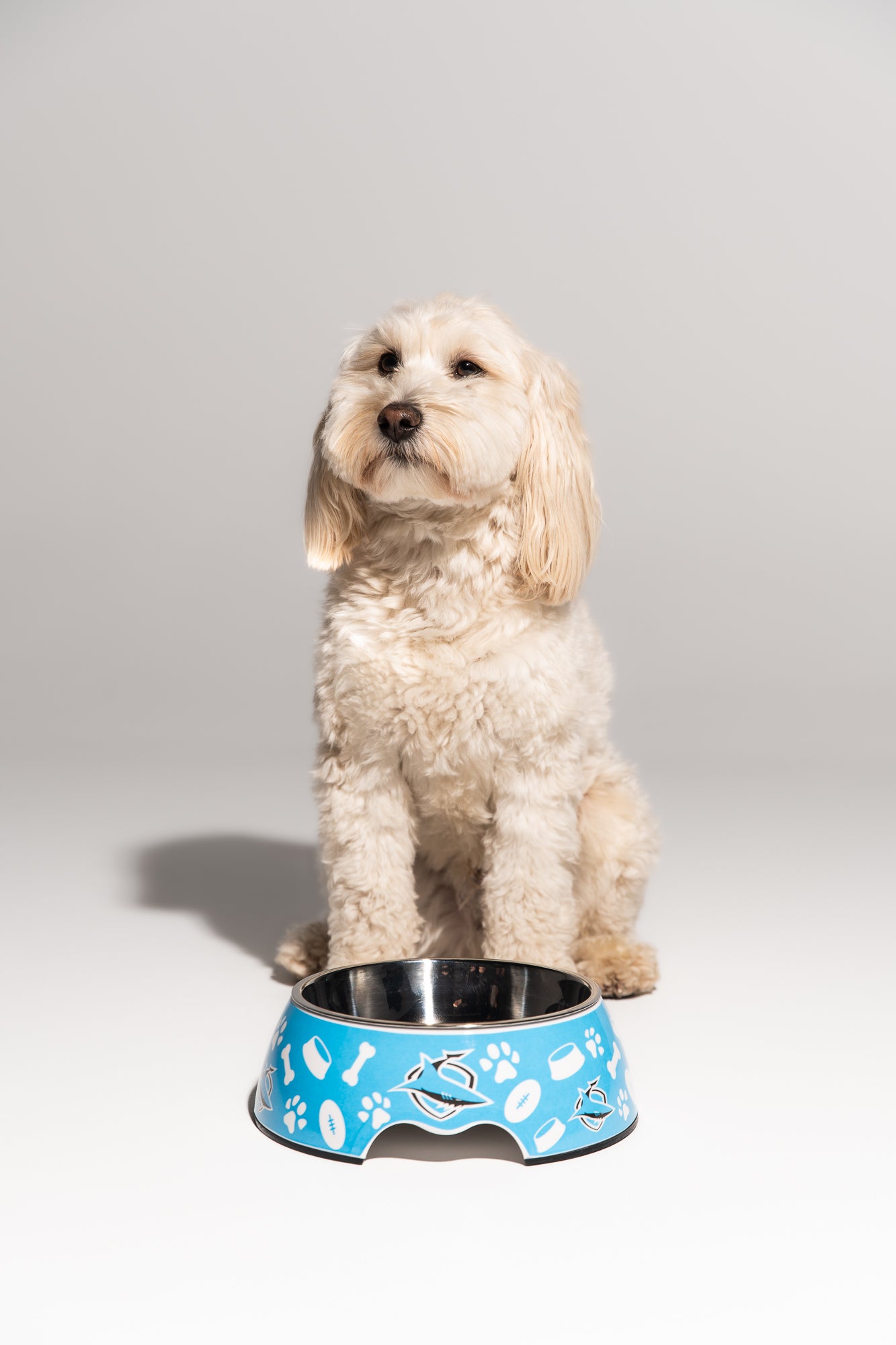 Manly Sea Eagles NRL Dog Bowl