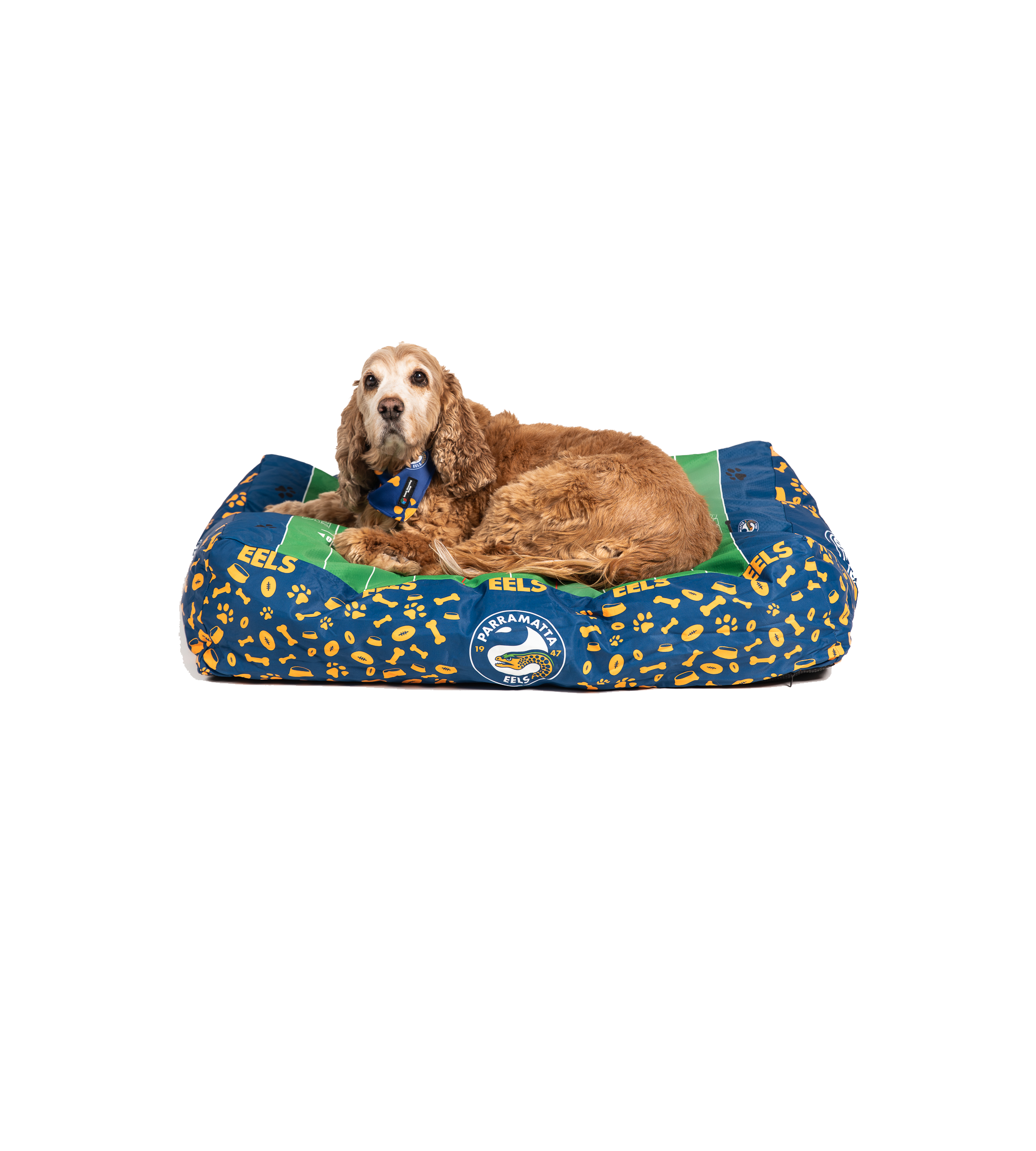 Newcastle Knights NRL Dog Bed
