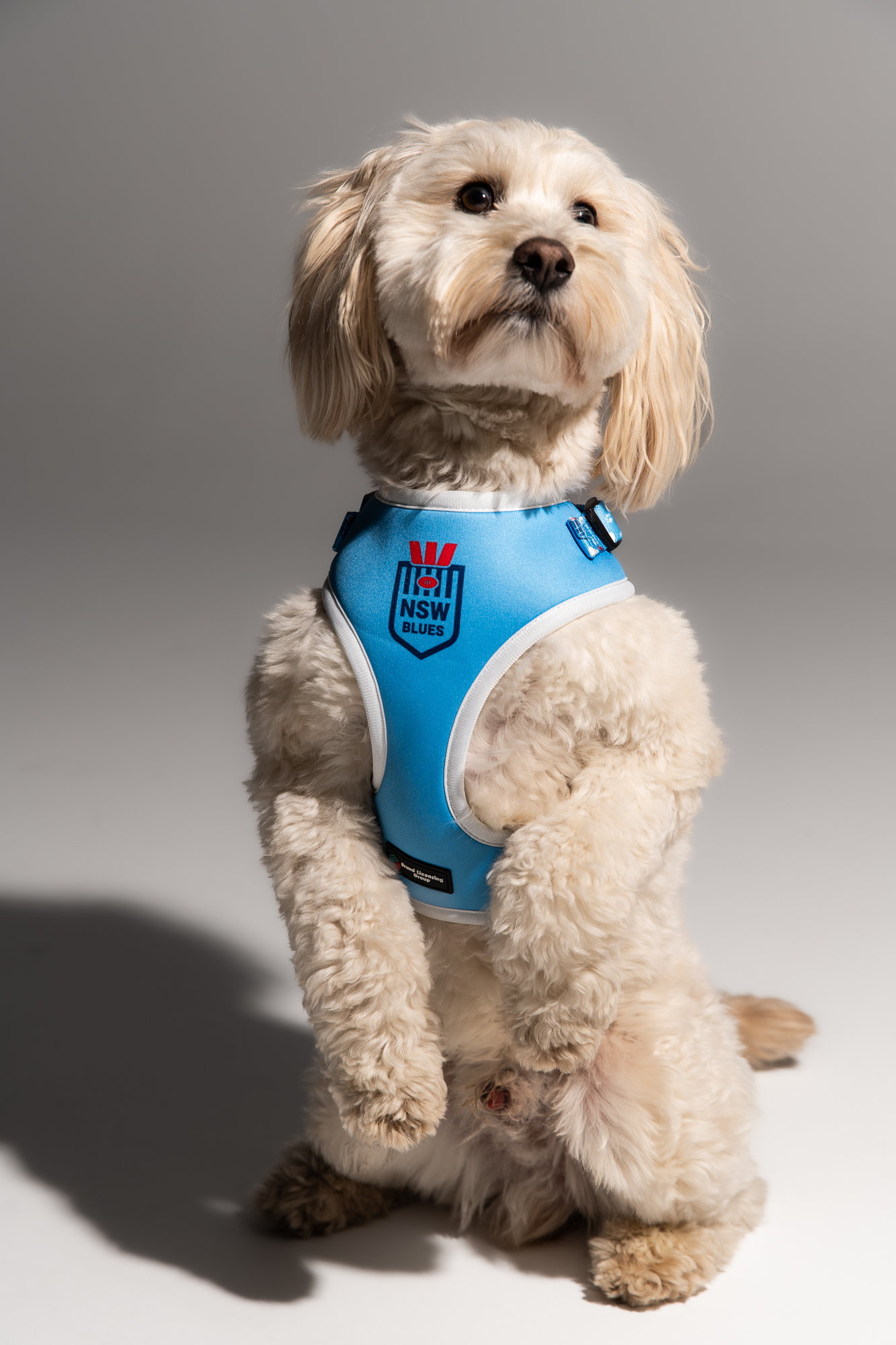 NSW Blues State Of Origin Dog Harness